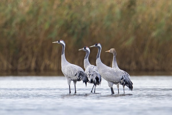 Flock of common cranes