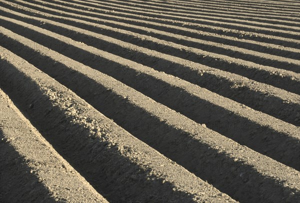 Furrows in ploughed potato field