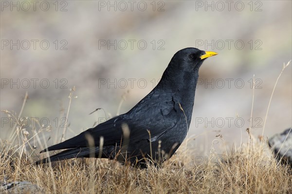 Alpine chough