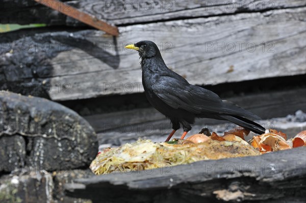 Alpine Chough