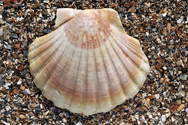 Mediterranean scallop