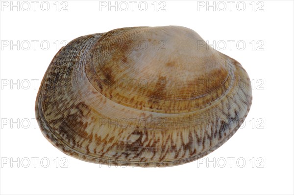 Pullet carpet shell