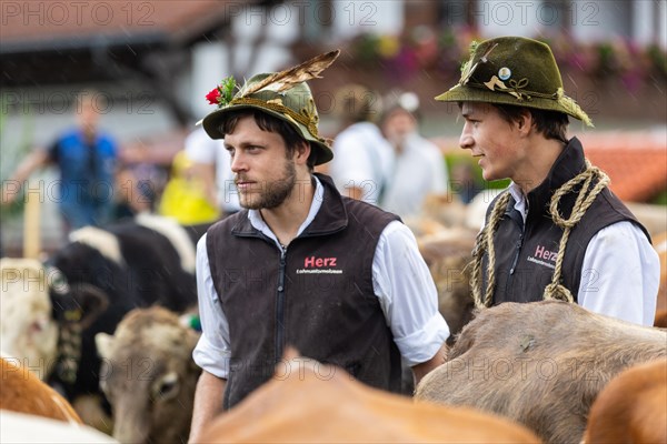 Alpine herdsmen leading Alpine cattle