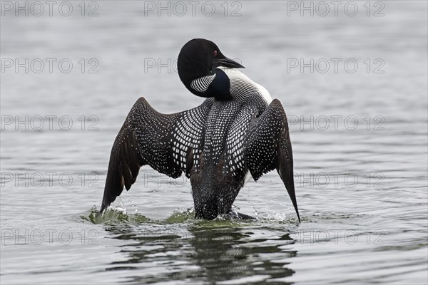 Common loon