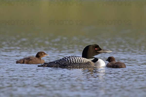 Common loon