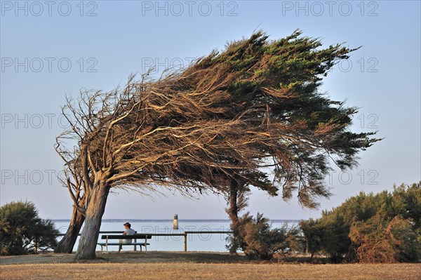 Windswept trees bent by coastal northern winds on the island Ile d'Oleron