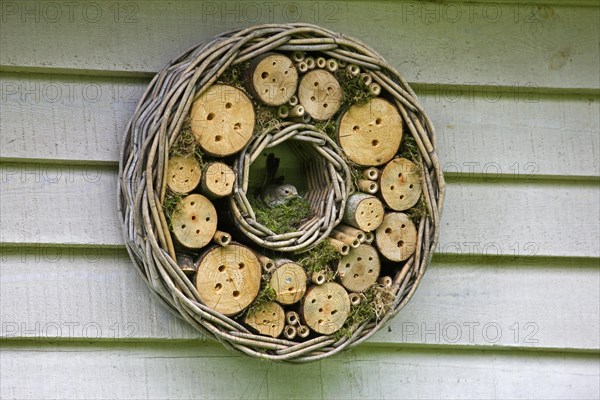 Spotted Flycatcher