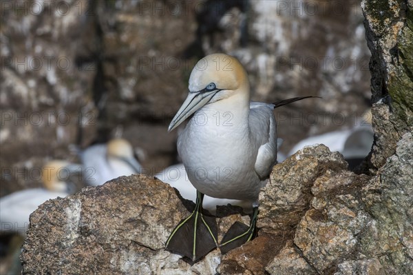 Northern gannet