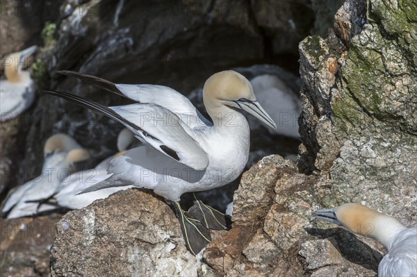 Northern gannet