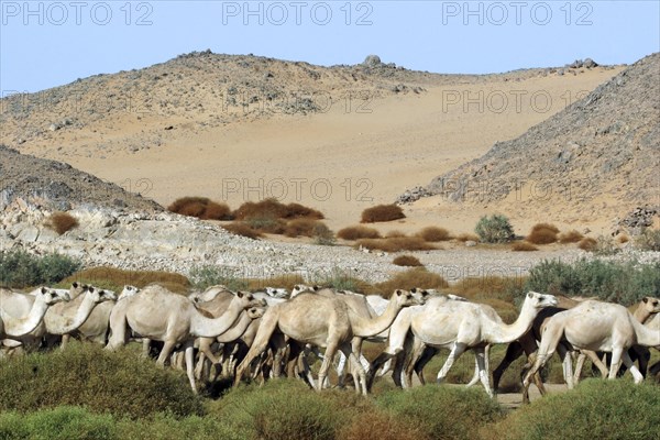 Herd of dromedary camels