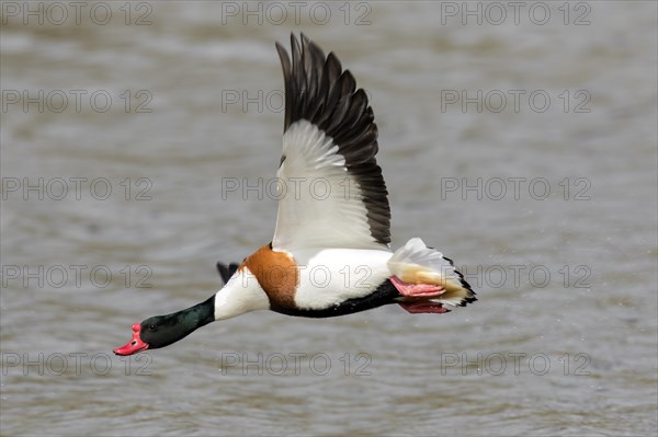 Common shelduck