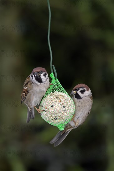 Two Eurasian tree sparrows