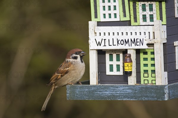 Eurasian tree sparrow