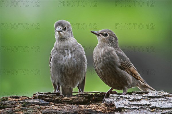 Two Common Starling