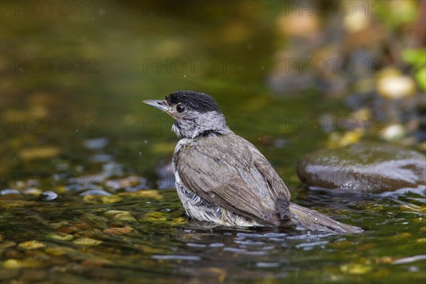 Eurasian blackcap