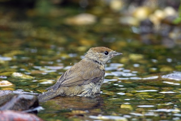 Eurasian blackcap