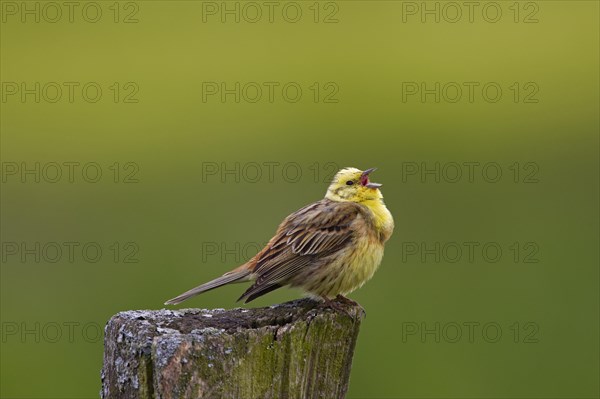 Yellowhammer