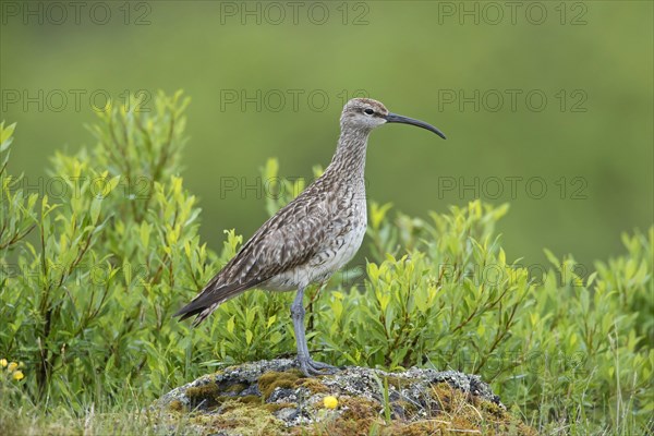 Eurasian whimbrel