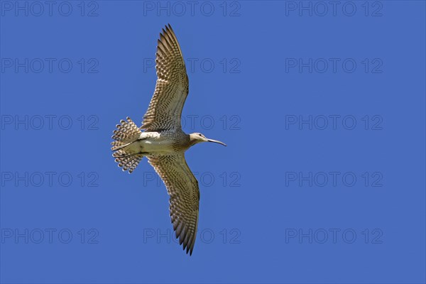 Eurasian whimbrel