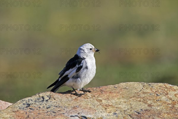 Snow bunting