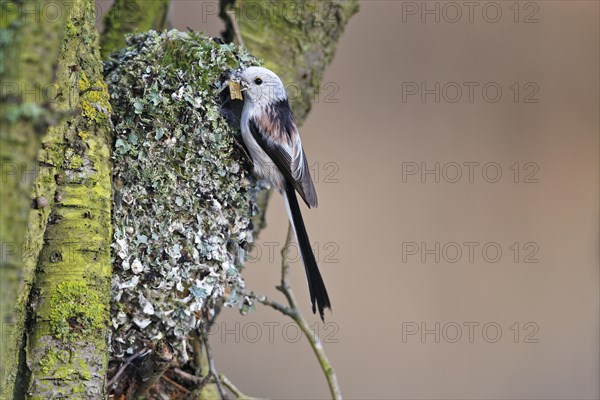 Long-tailed tit