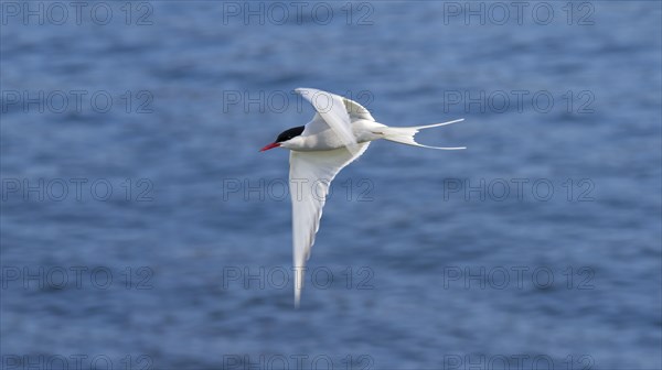 Arctic tern