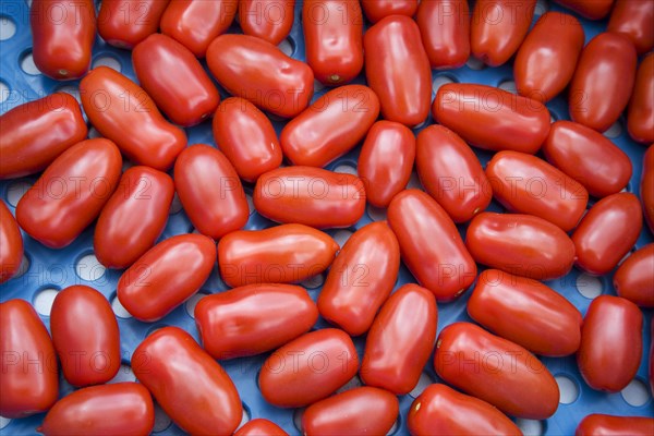 Plastic crate with red tomatoes