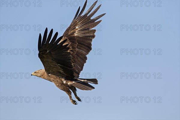 Lesser spotted eagle