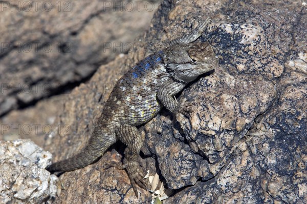 Desert spiny lizard