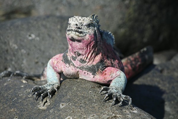 Marine iguana