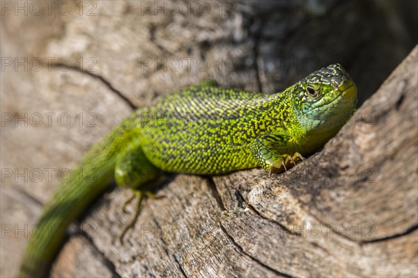 Western green lizard