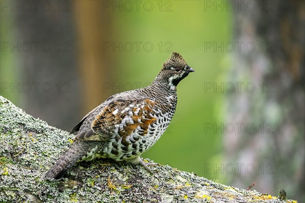 Hazel grouse