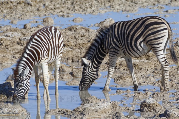 Burchell's zebras