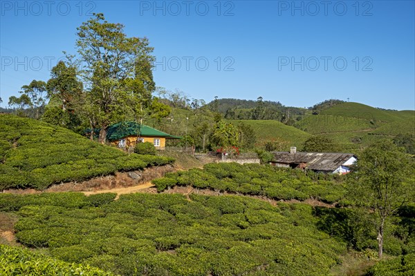 House at tea plantation