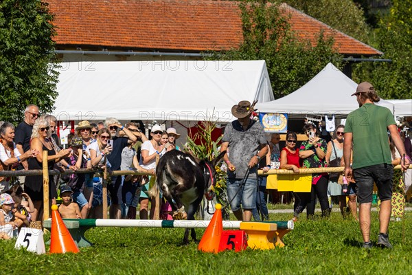 Donkeys being led through a course