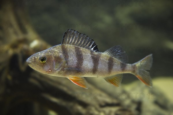 Common perch