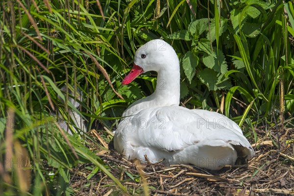 Coscoroba swan