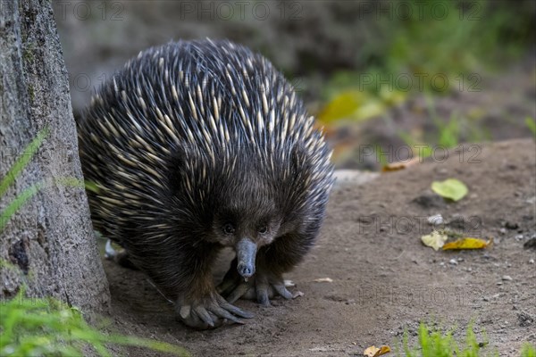 Short-beaked echidna