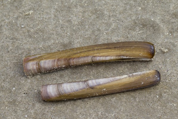 Atlantic jackknife clam