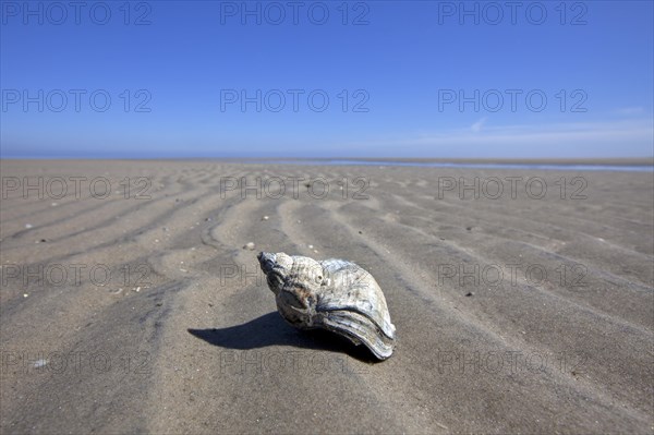 Common Whelk