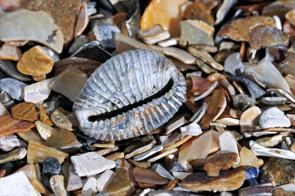 Arctic cowrie