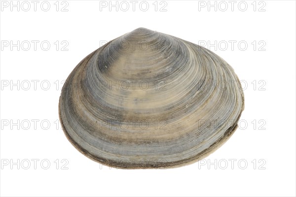 Peppery furrow shell