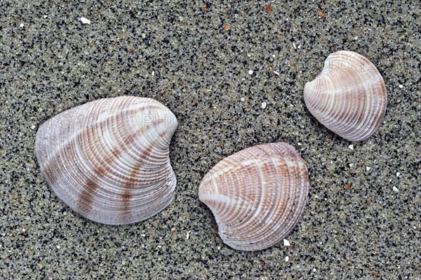 Striped Venus shells