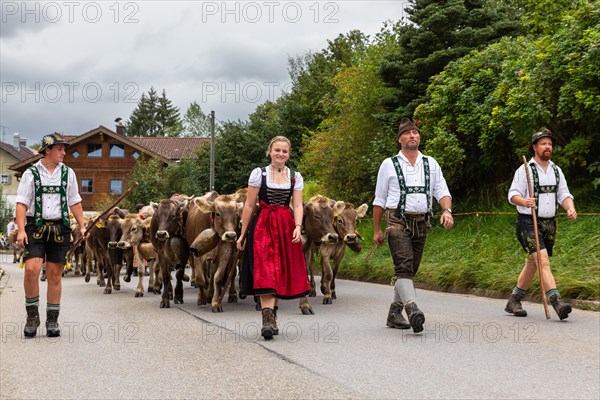 Group of shepherds leading cattle