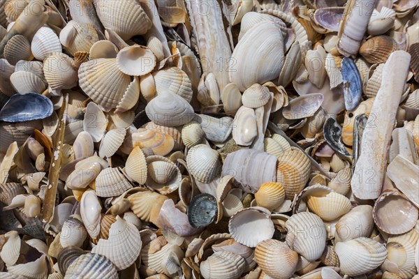 Complete and fragmented shells washed ashore on wrack zone