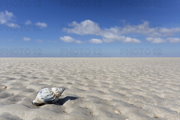 Common whelk