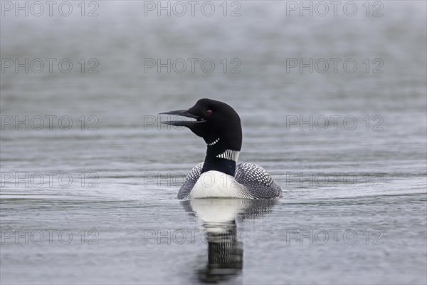 Common loon