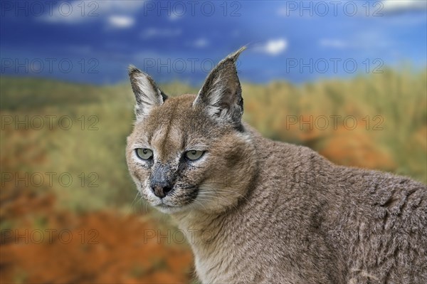 Caracal