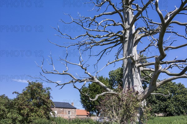 Branches of dead sweet chestnut tree