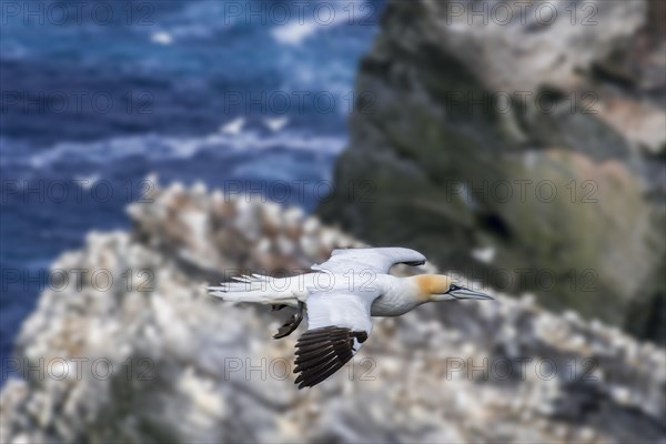 Northern gannet